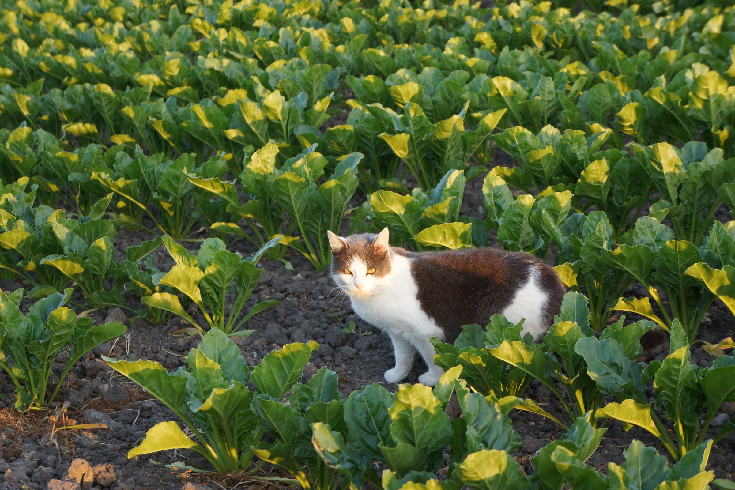 DSC07780, Lisa 40.jpg