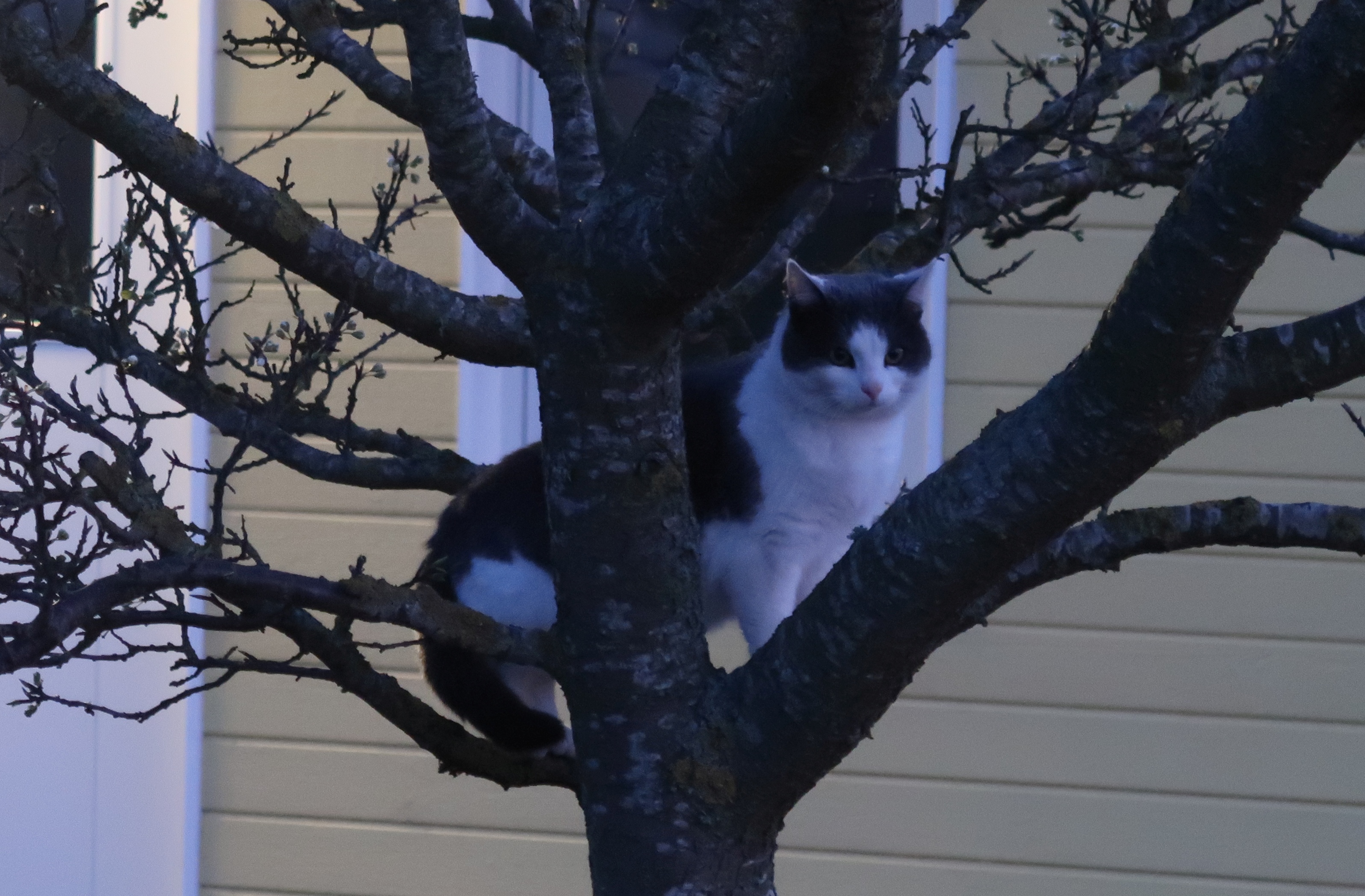 Lisa 16 april 2020 kl 2053 IMG_2246 CUT.jpg